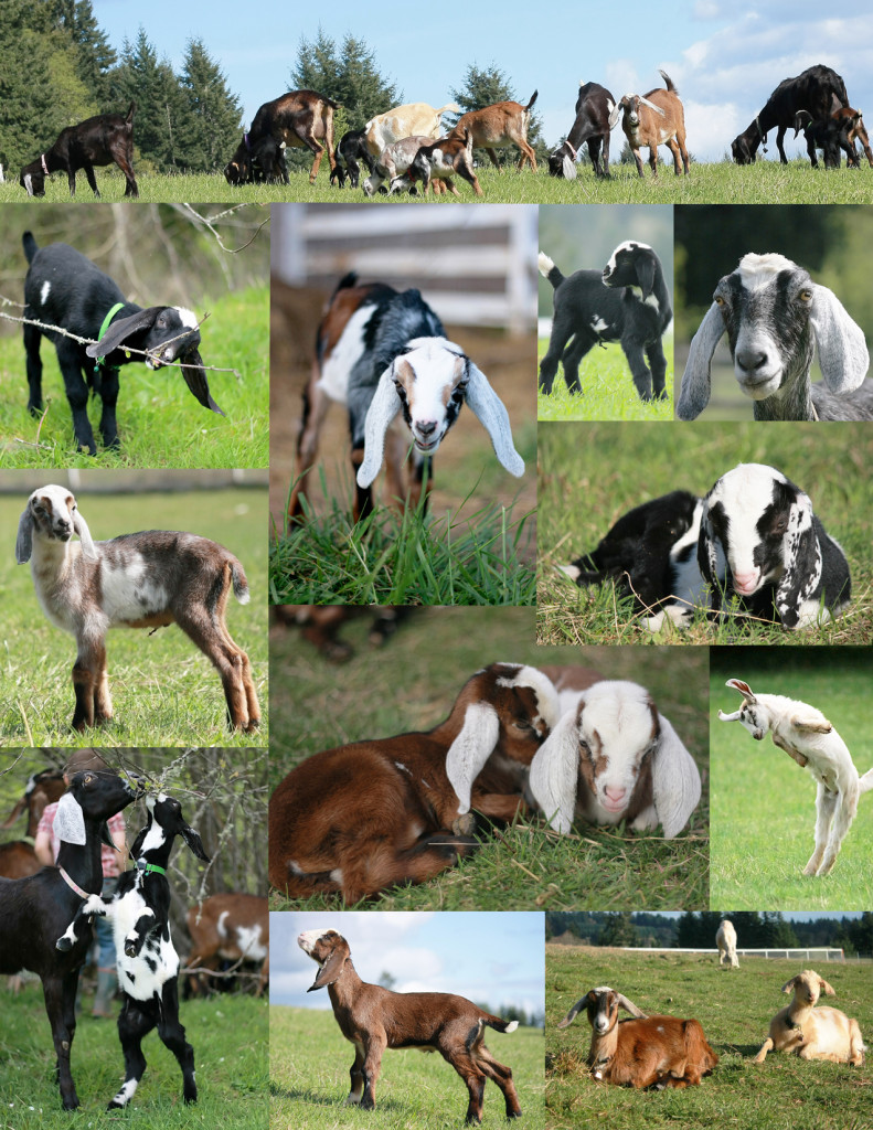 Goat Collage send
